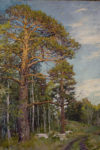 Ural. Pines (oil on canvas 64х50 1960-ies)