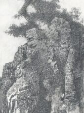 Турция. Сосна